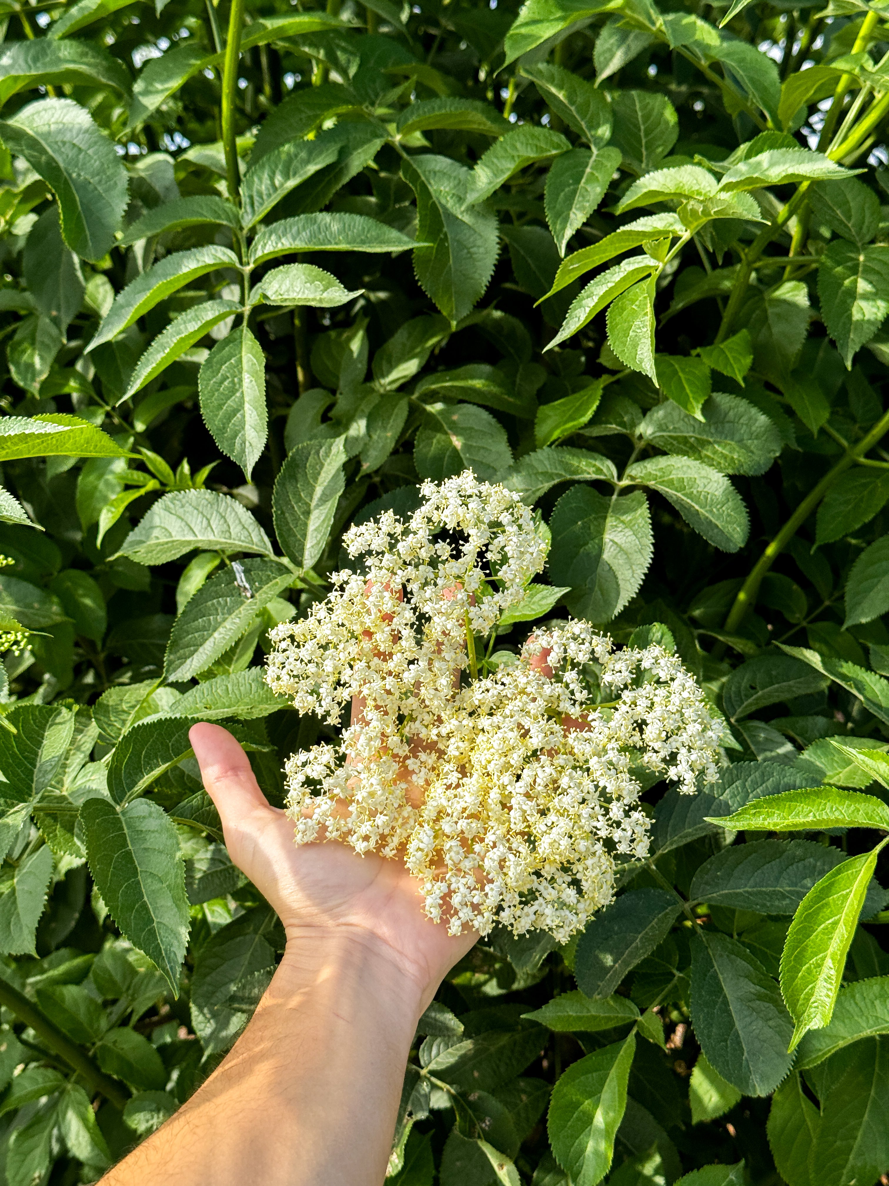 Flor de Saco - un producto nico  Microgreens