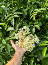 Flor de Sabugueiro - um produto único