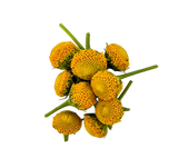 Flor Elétrica