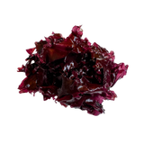 Himanthalia elongata