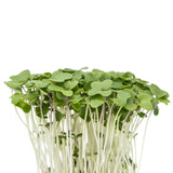Roquette
