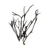 Algue Mousse d’Irlande Déshydratée