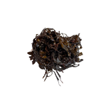 Sea Bean Seaweed