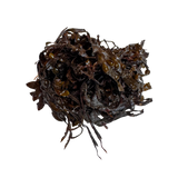 Haloptéris Scoparia