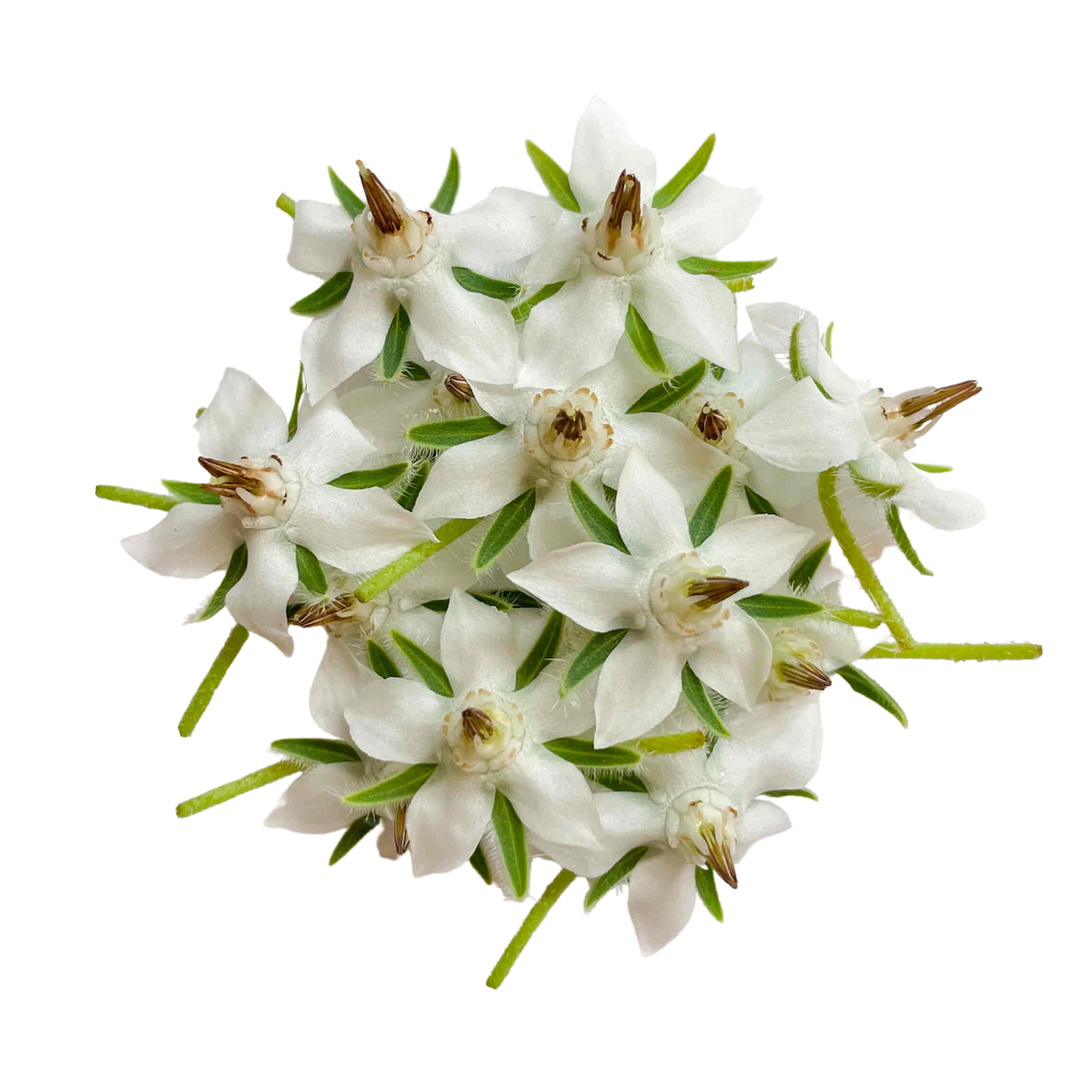 Flor de Borraja Blanca