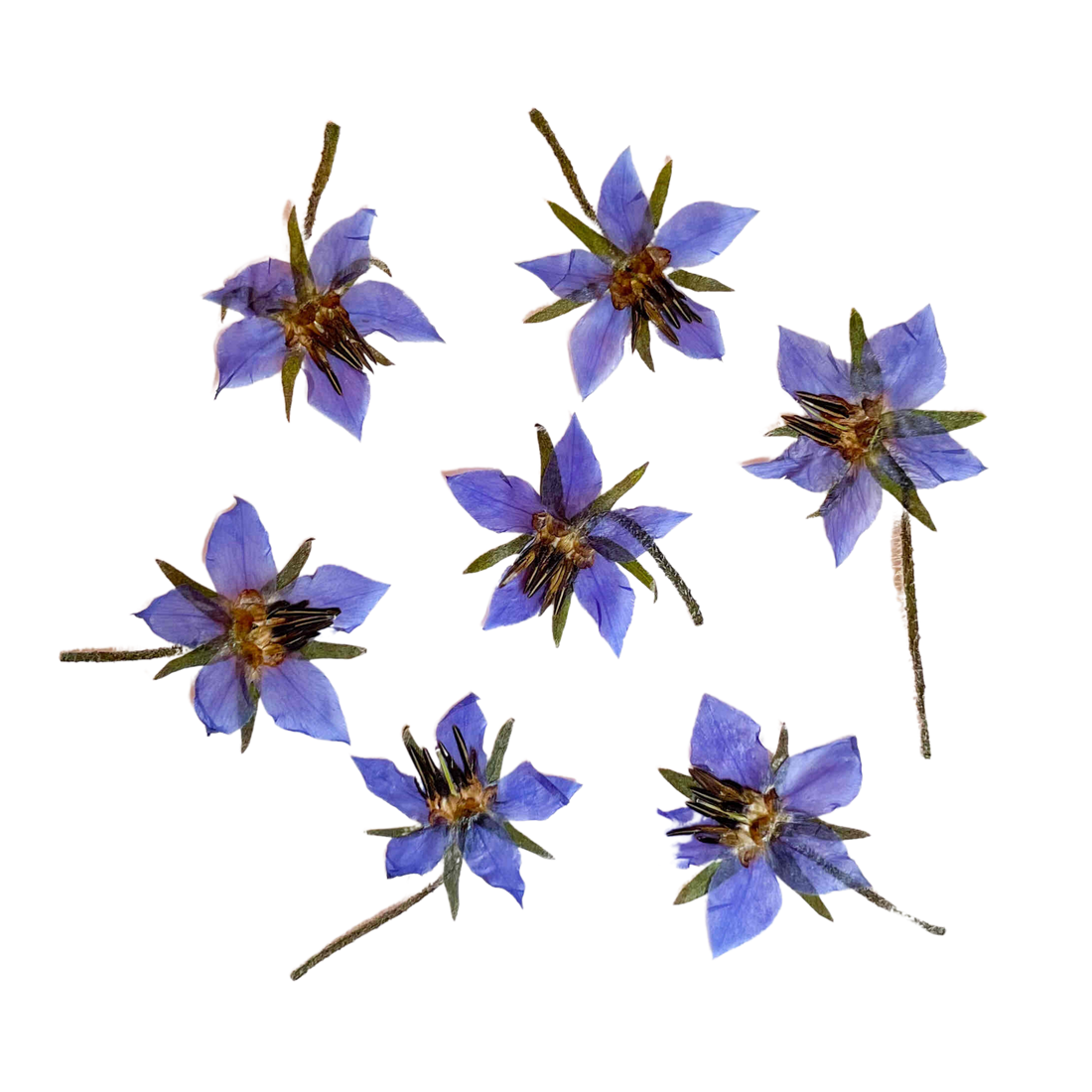 Flor de Borraja Dehidratada y Prensada