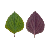 Feuille de Shiso