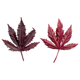 Feuille d’Hibiscus