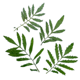 Dried and Pressed Tagetes Leaves