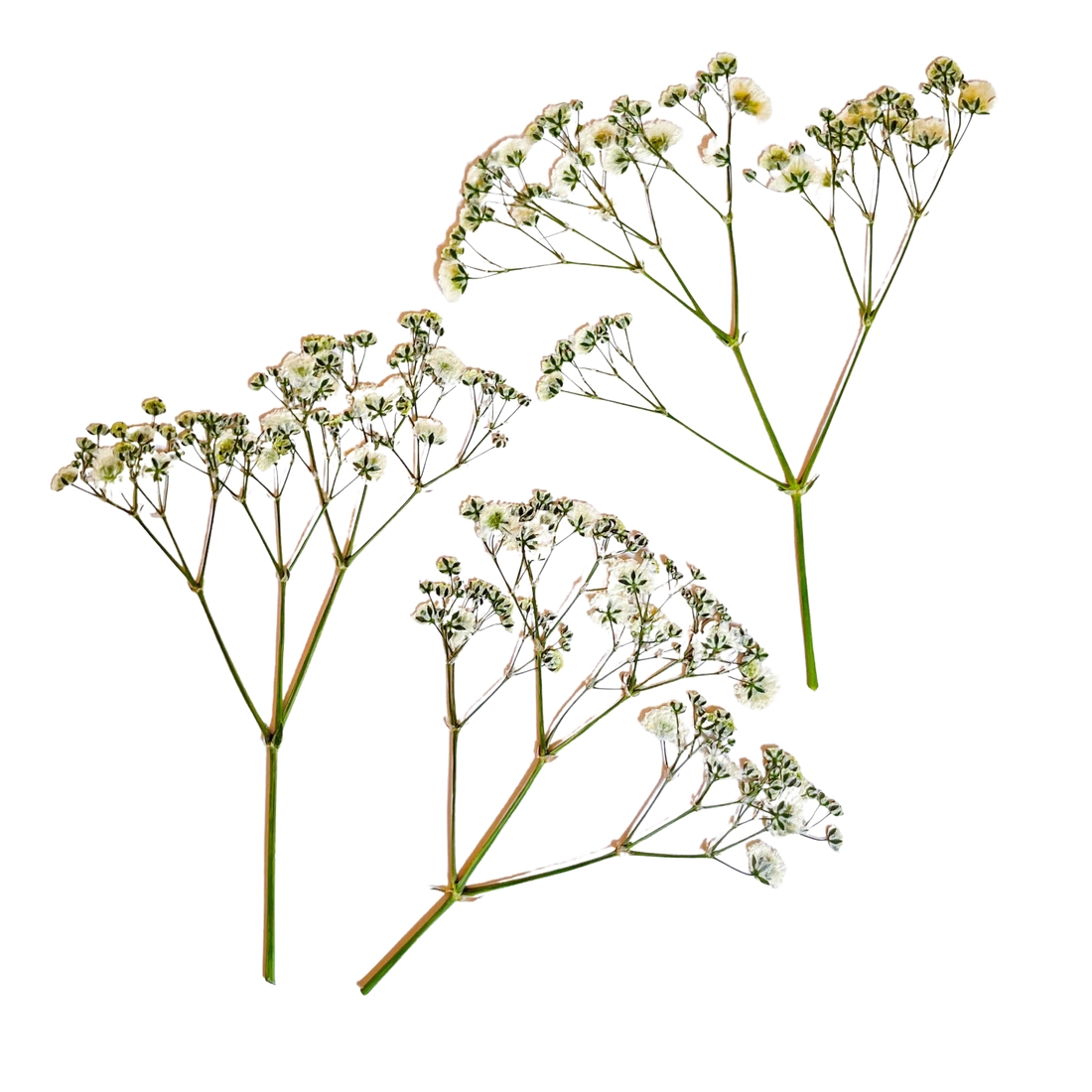 Gypsophila Desidratada e Prensada