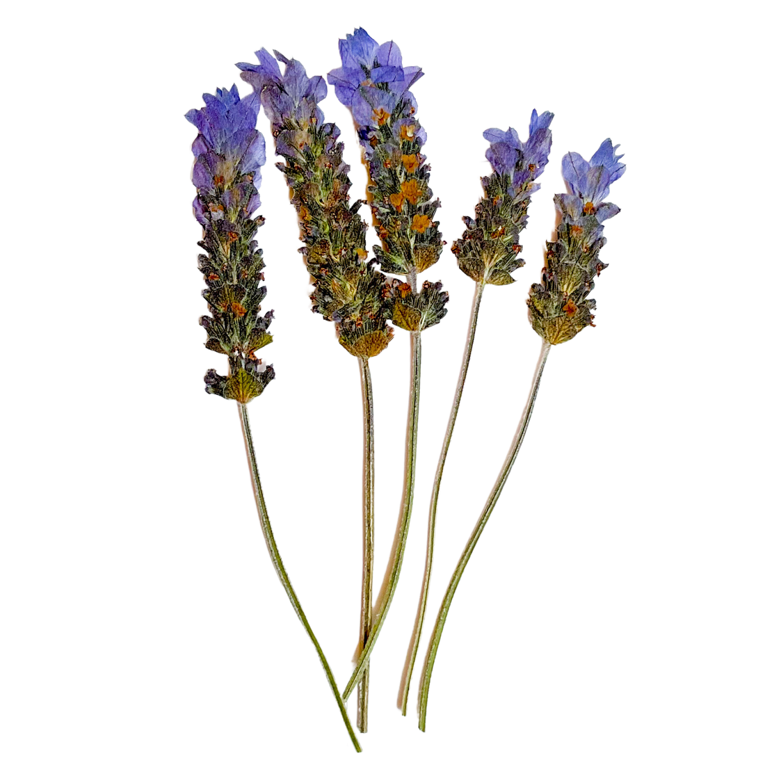 Flores de Lavanda Secas y Prensadas