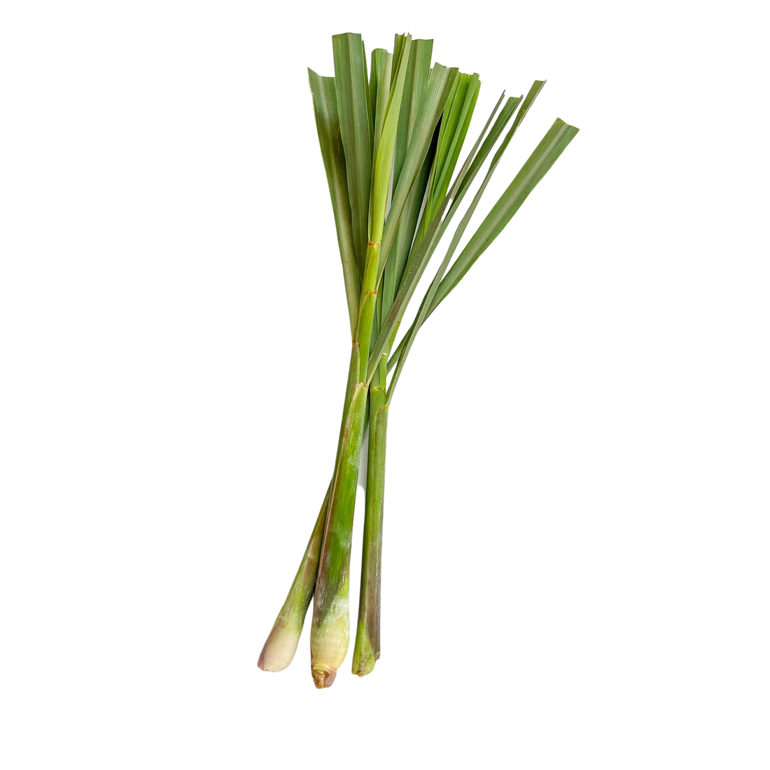 Lemon Grass