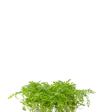 Micro Lavender