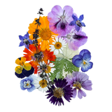 Mix de Fleurs Déshydratées et Pressées