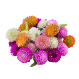 Globe Amaranth Flower