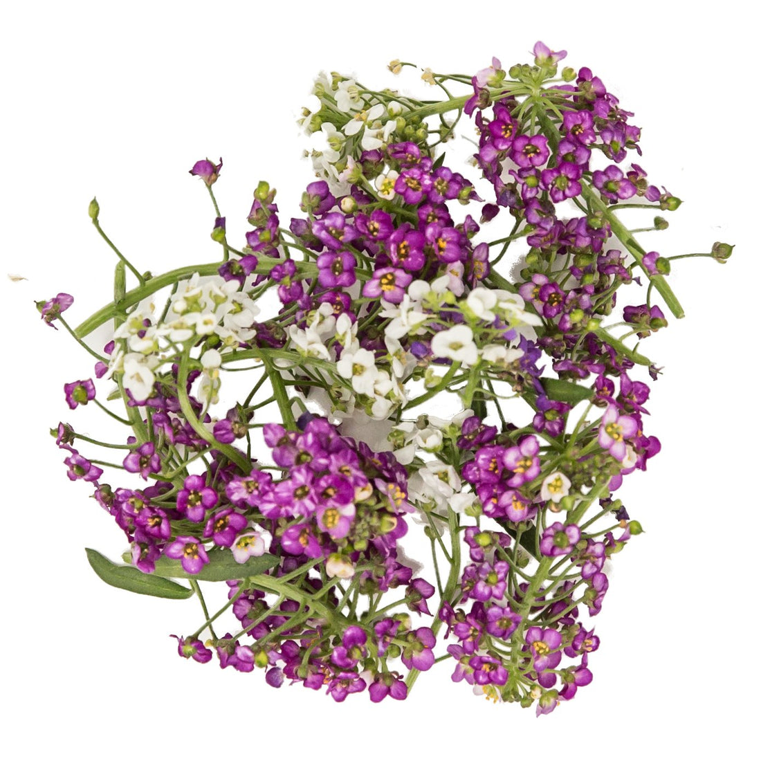 Alyssum