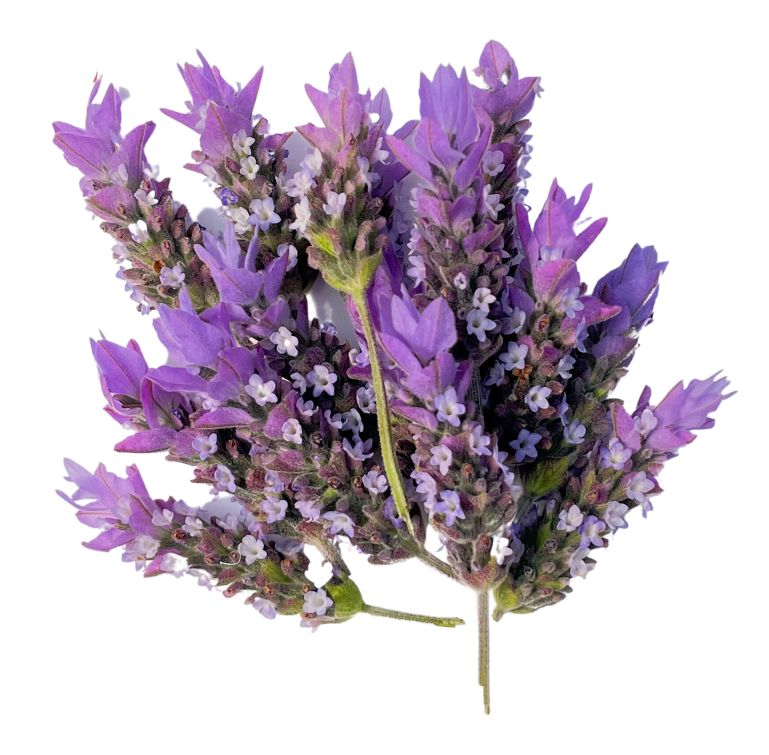 Flor de Lavanda