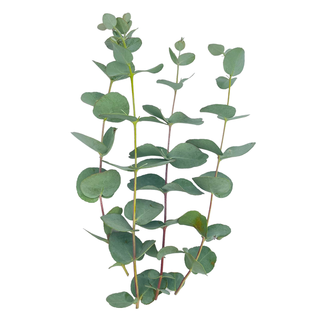 Ramas de Eucalipto