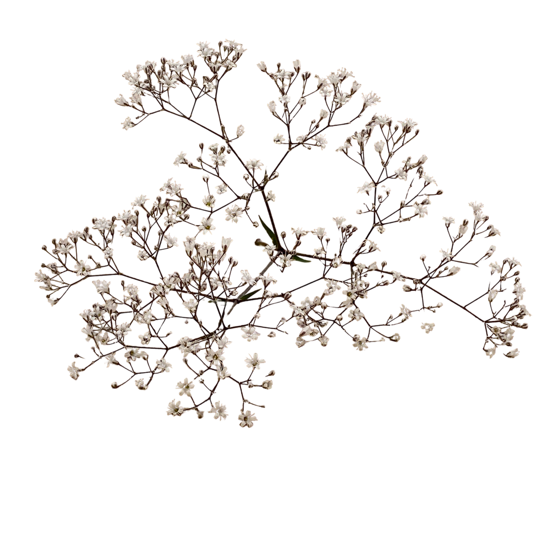 Gypsophila
