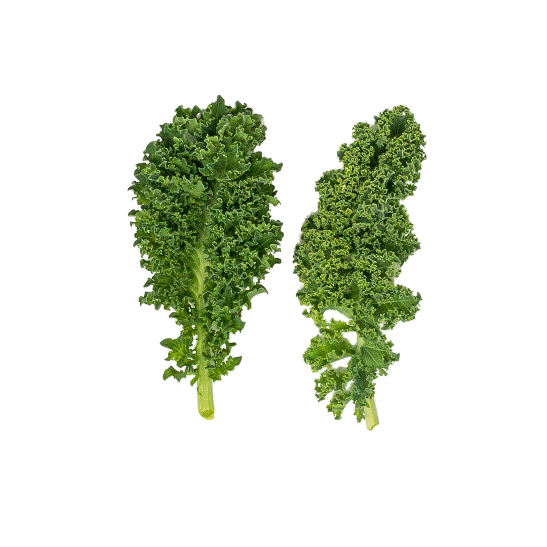 Mini Kale Verde