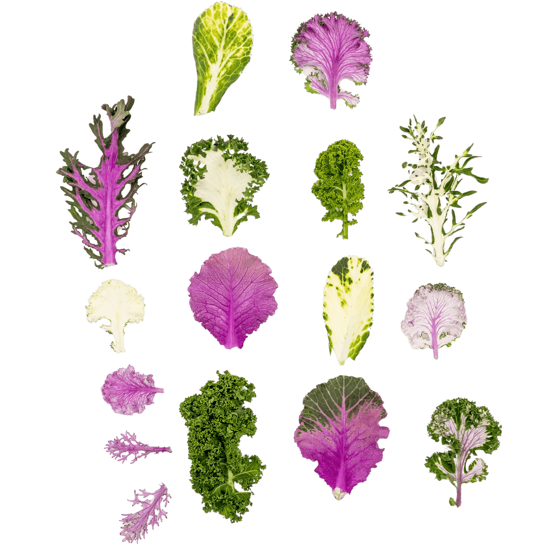 Mini Kale Mix