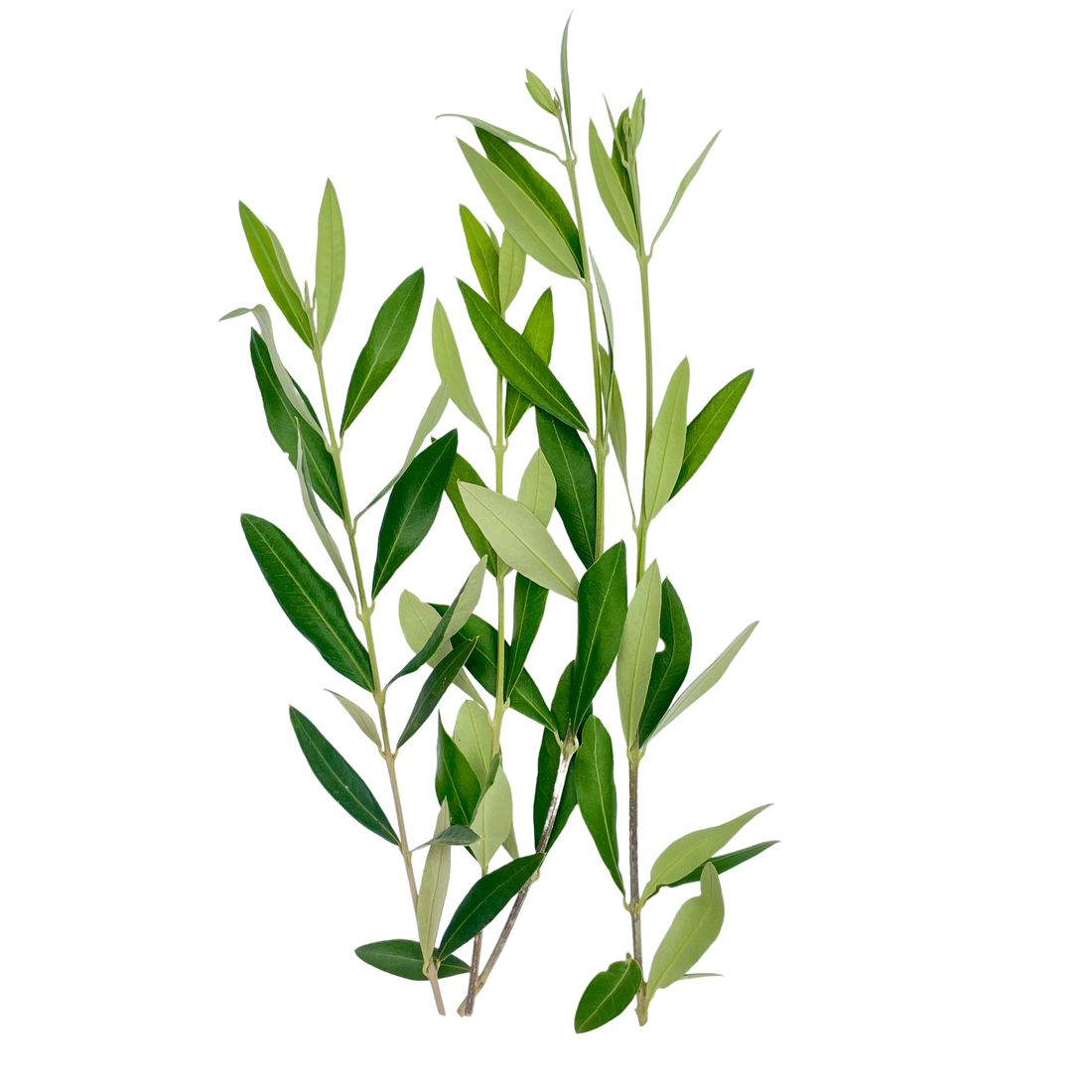 Ramas de Olivo