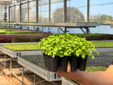 Stevia: doçura em miniatura