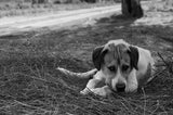 O Boris