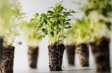 🌱 O futuro é vivo: por que servimos os nossos produtos com raiz?