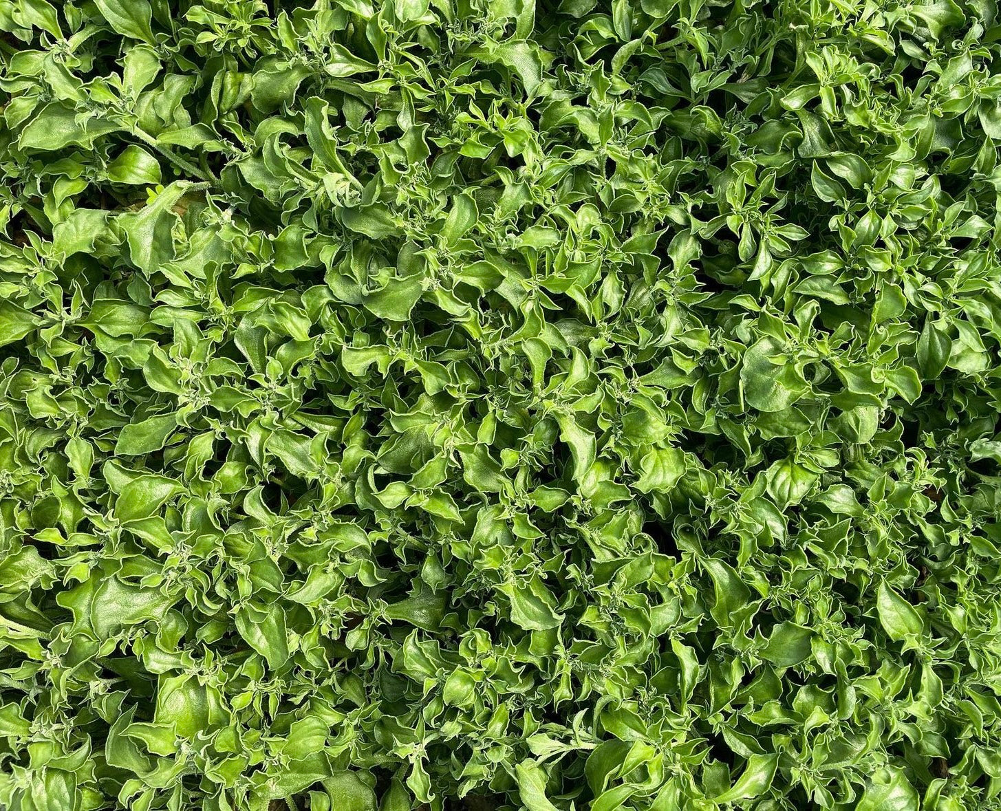 Ice ice baby – Microgreens
