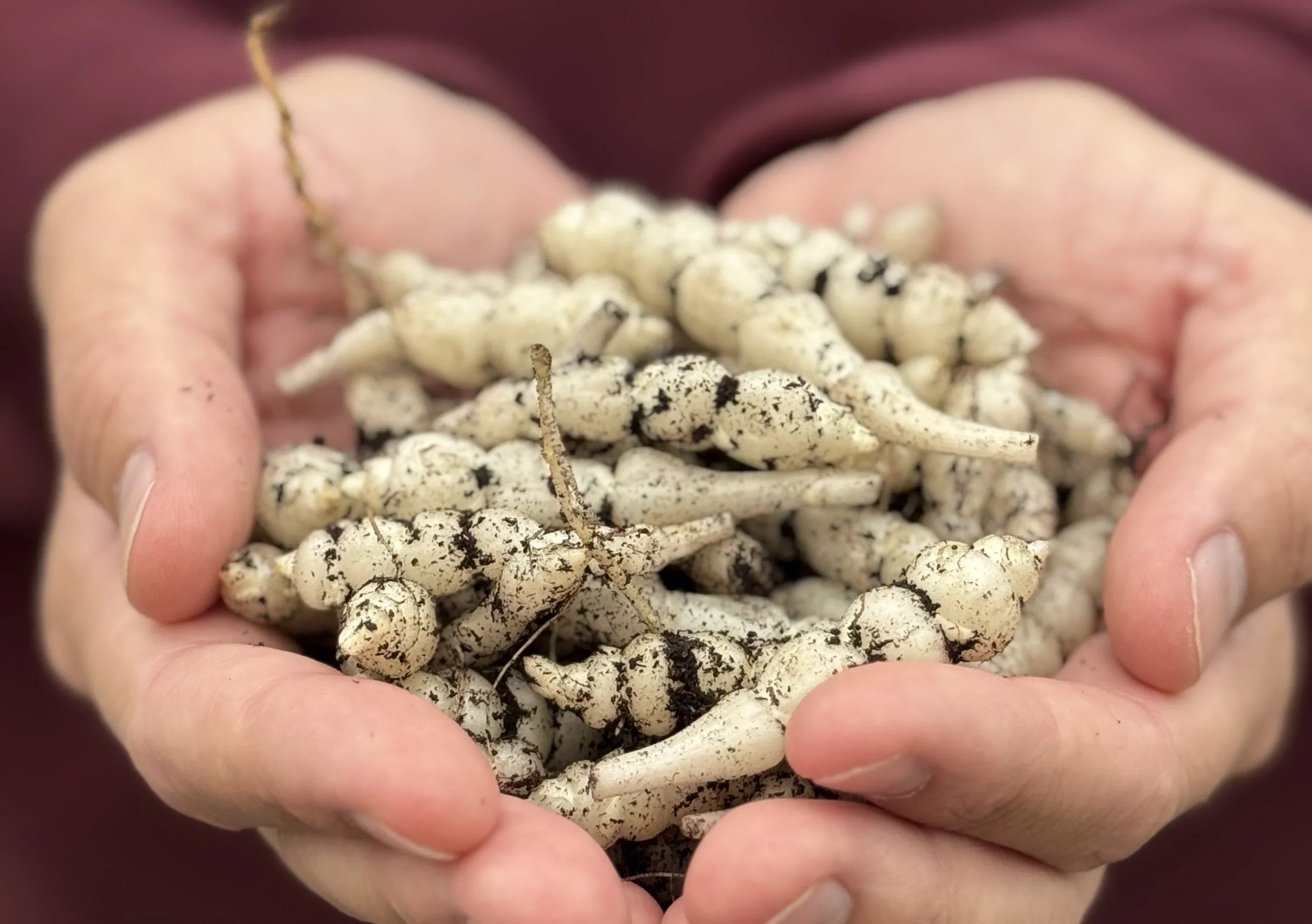 Crosnes - um tubérculo raro e especial – Microgreens