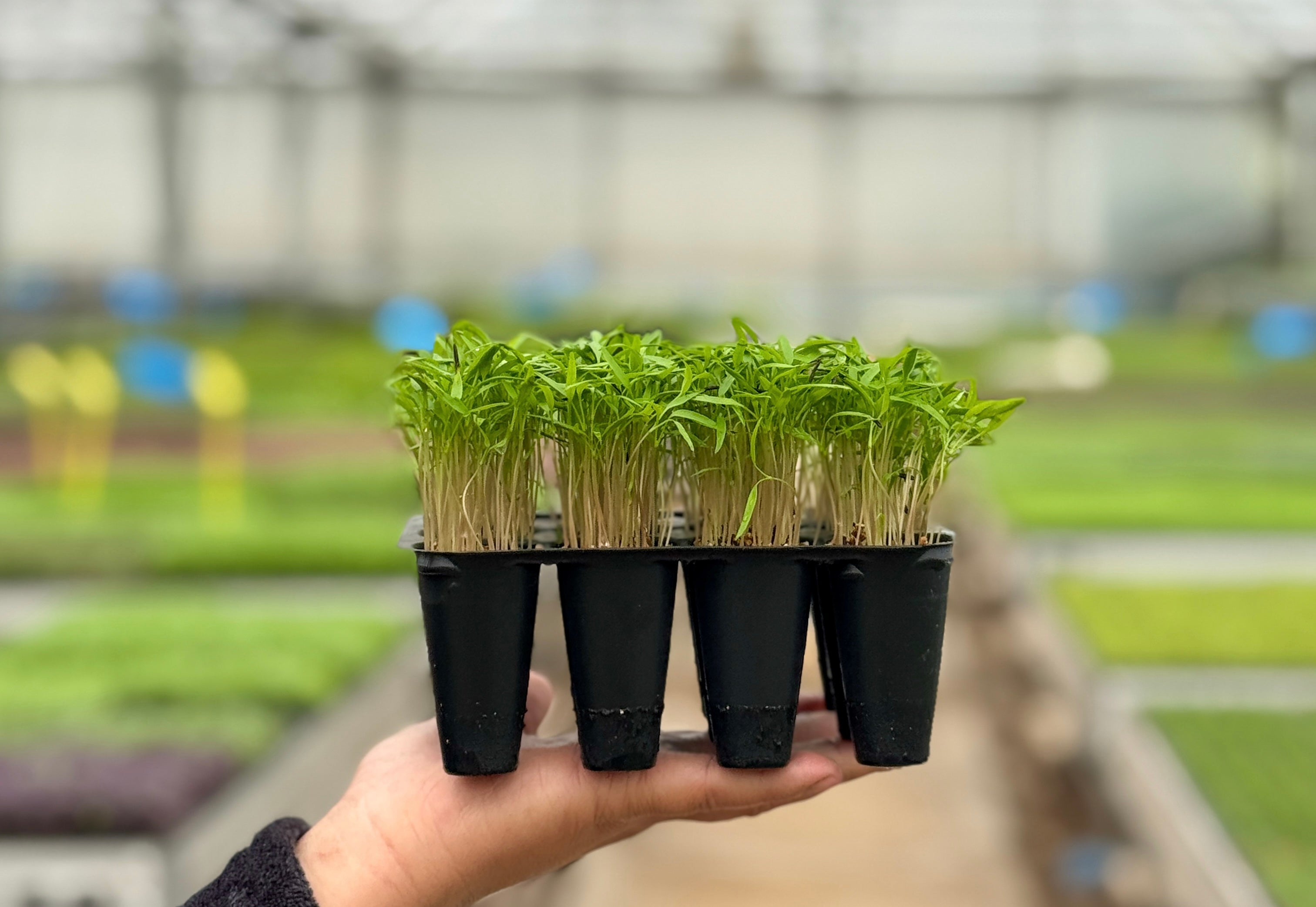 NOVIDADE: Cerefólio 🌱 – Microgreens