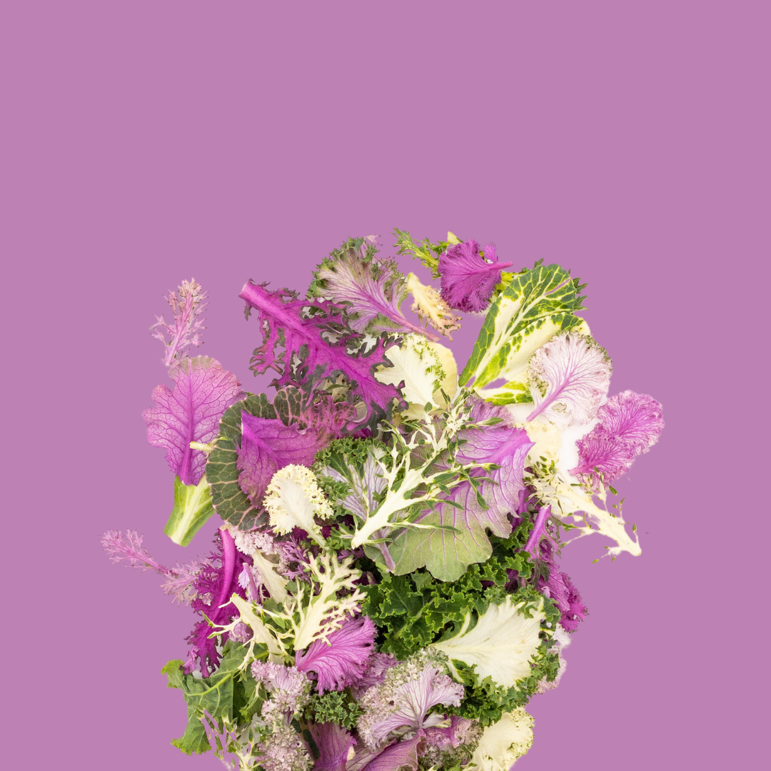 Malmequeres | Entrega em 24 Horas | Microgreens