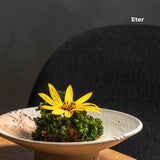 Fleur de Topinambour