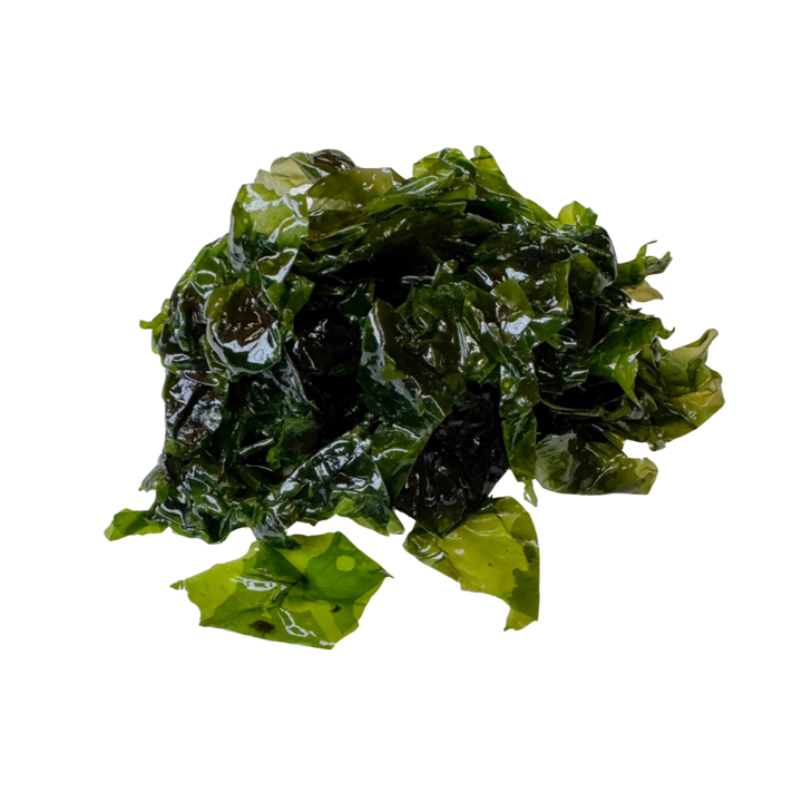 Alga Lechuga de Mar