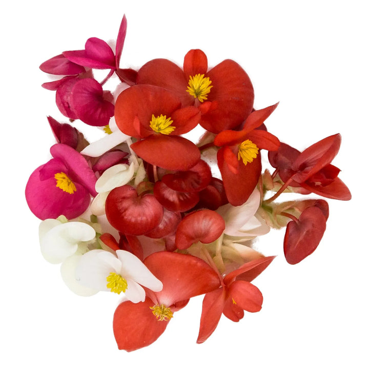Bégonias
