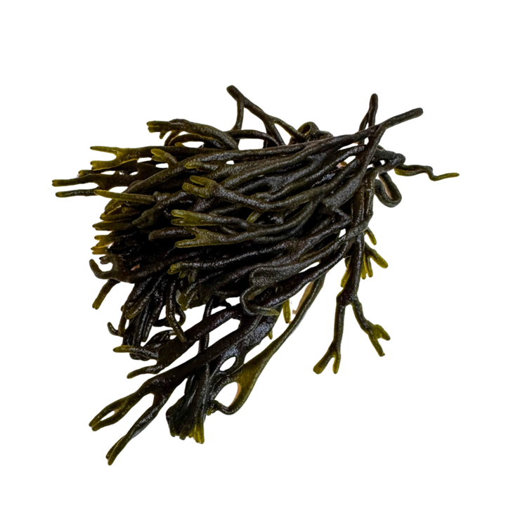 Alga Codium
