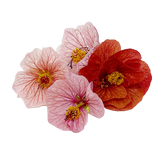 Flor de Figo