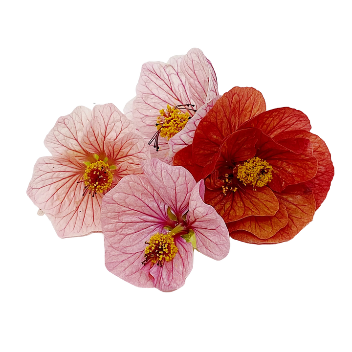 Abutilon