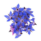 Flor de Borragem
