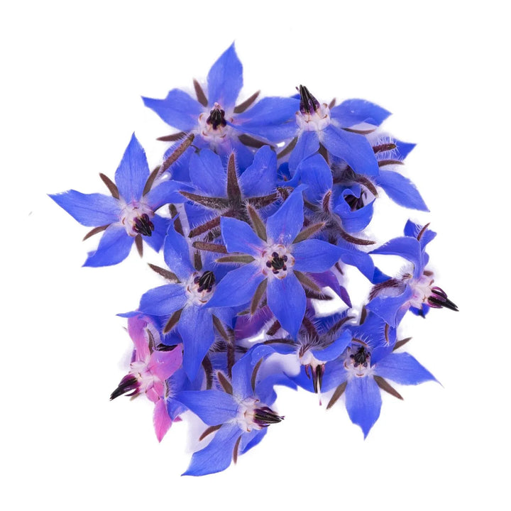 Flor de Borragem
