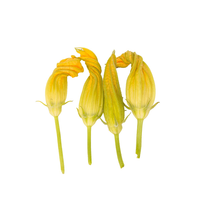 Fleur de Courgette