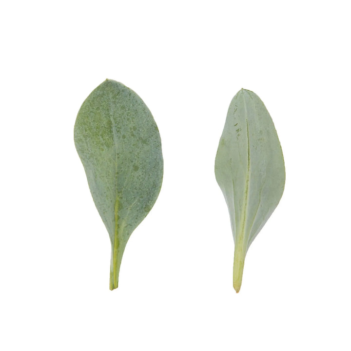 Hoja de Ostra