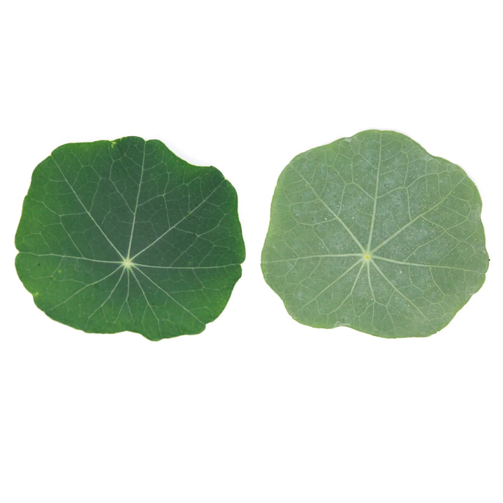 Nasturtium Leaf
