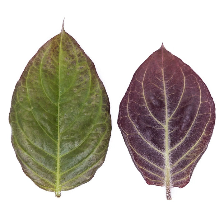 Feuille de Fromage