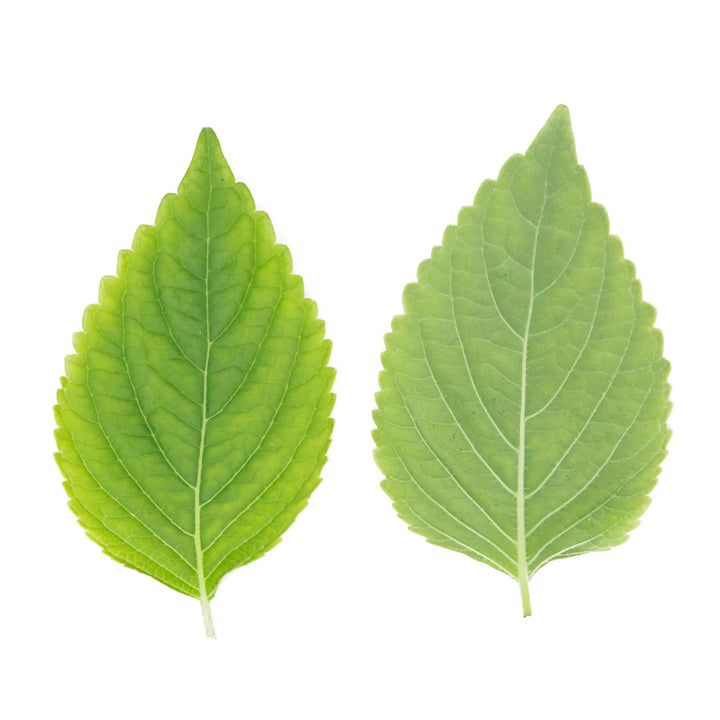 Feuille de Shiso