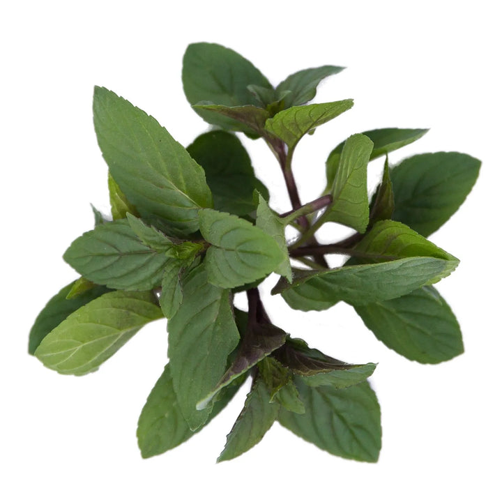 Menthe Chocolat