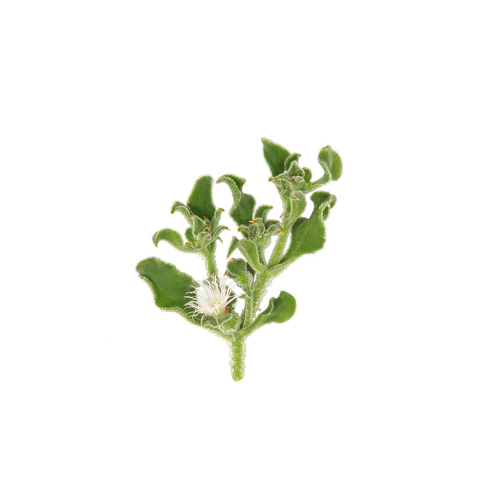 Planta de Hielo