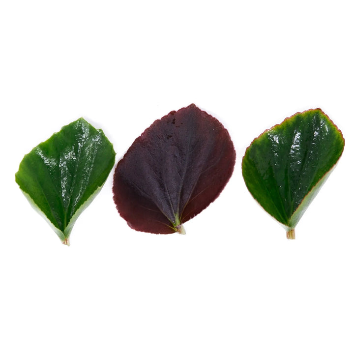 Mini Acides