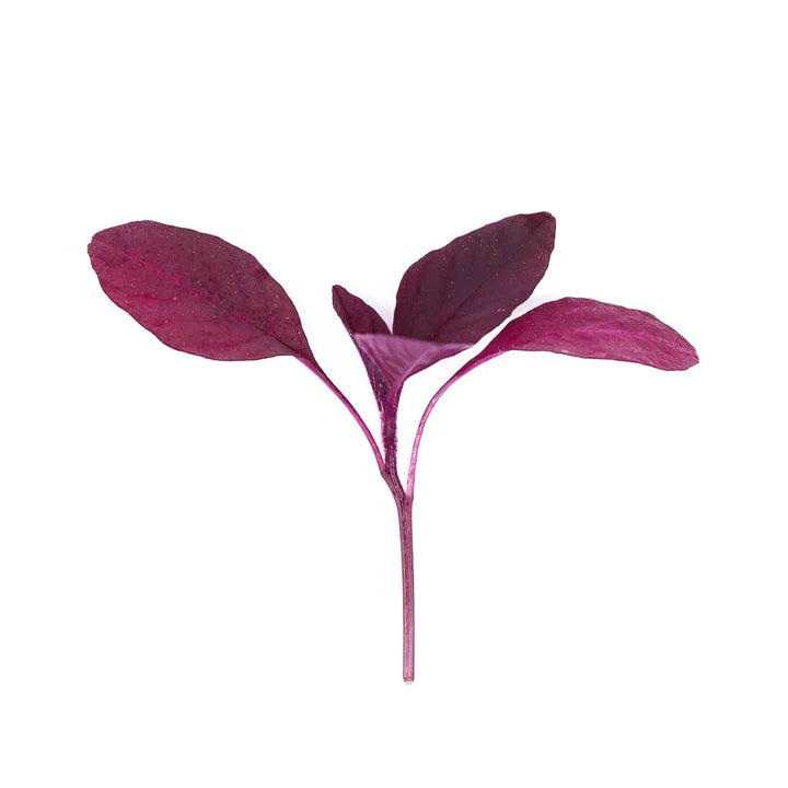 Mini Feuilles d’Amarante